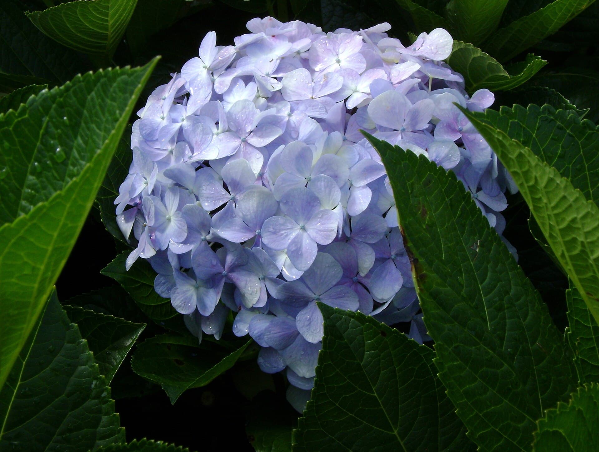 Hydrangea in Dalat, Vietnam (Tú cầu Đà Lạt)