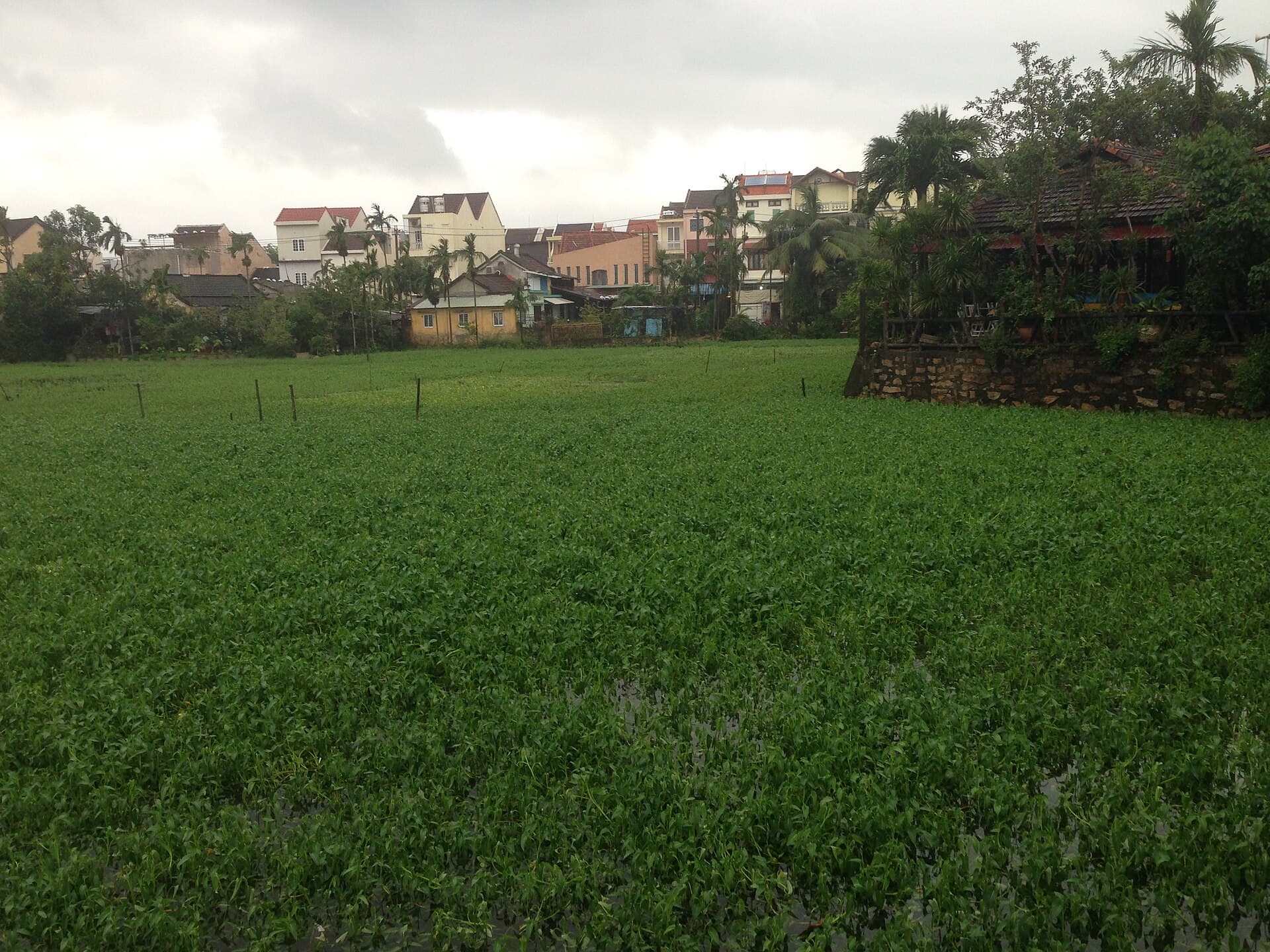 Agrikultura kampo en Hoi An