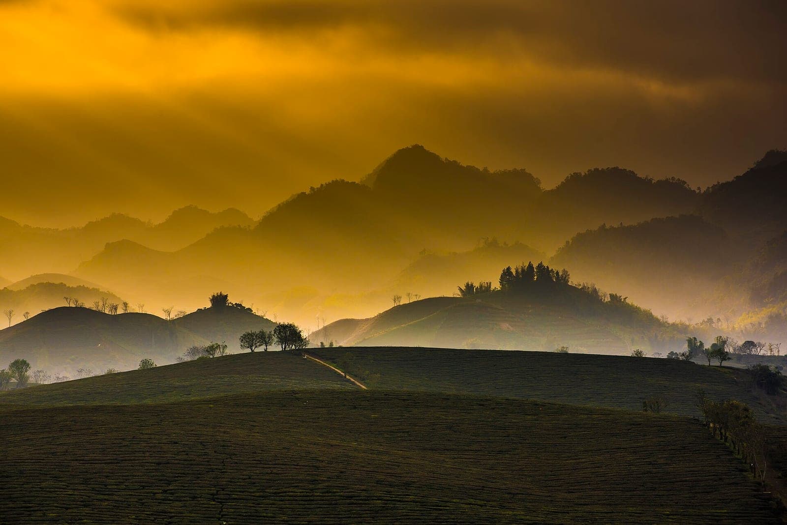 Mộc Châu District, Vietnam (Unsplash)