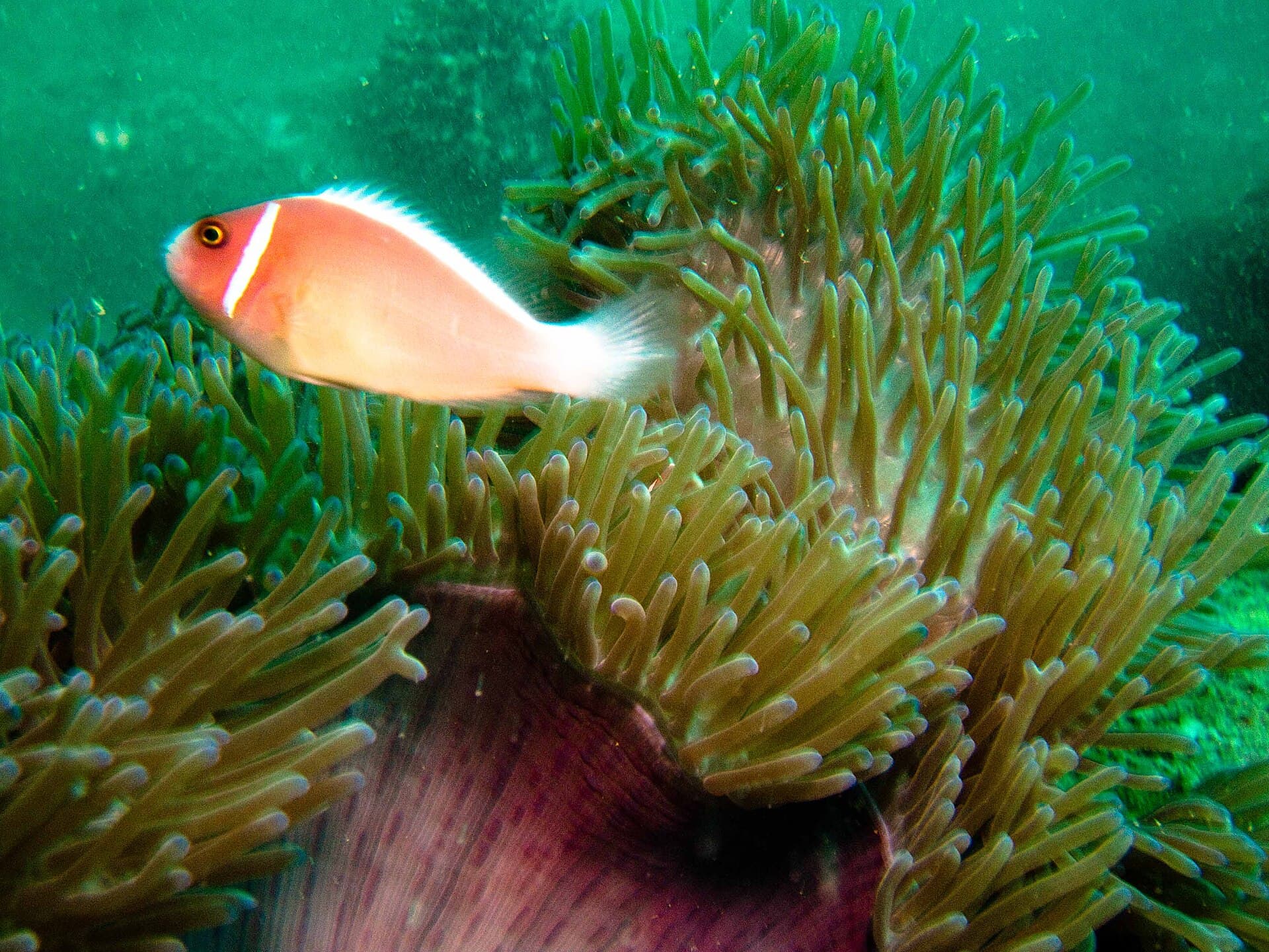 Vietnam Nha Trang Scuba Diving 2009 - 4163924256