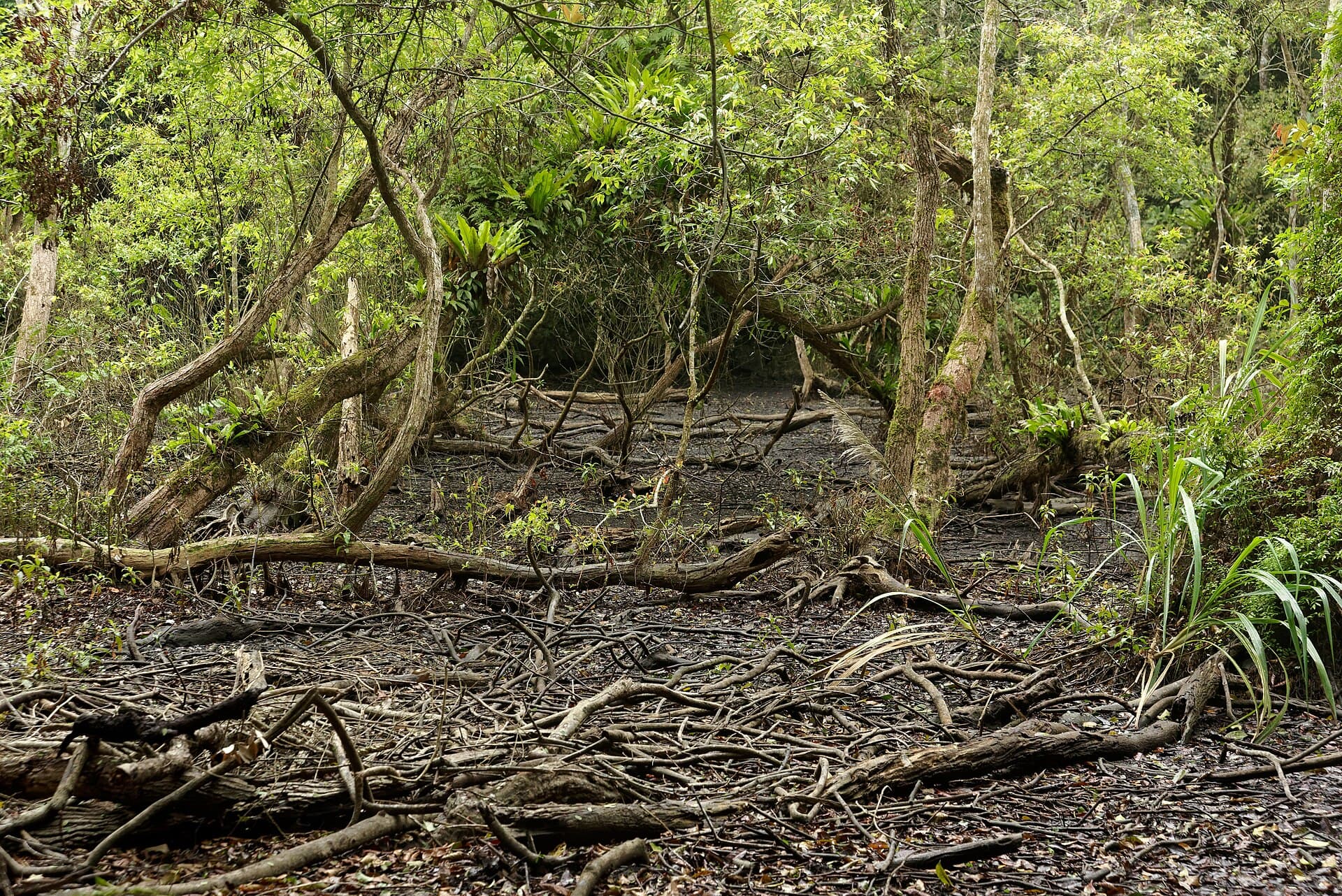 Ao Ech, Cat Ba National Park, Vietnam, 20240131 1027 4568