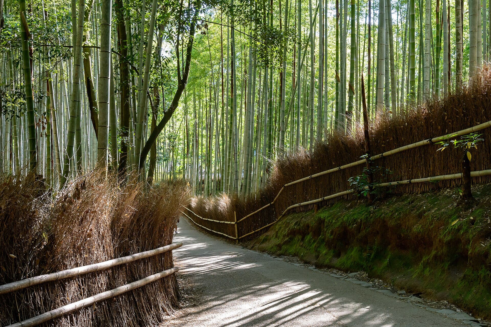 Arashiyama - Bamboo Forest, Kyoto, Japan6