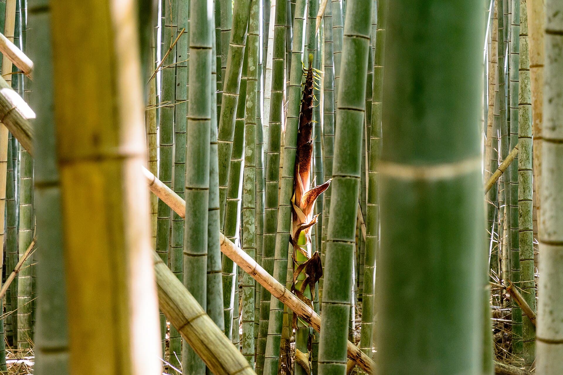 Arashiyama - Bamboo Forest, Kyoto, Japan26