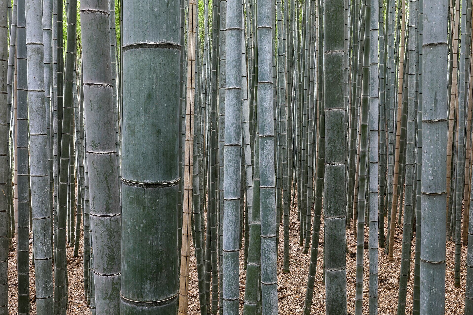 Bamboo Forest, Arashiyama, Kyoto, Japan