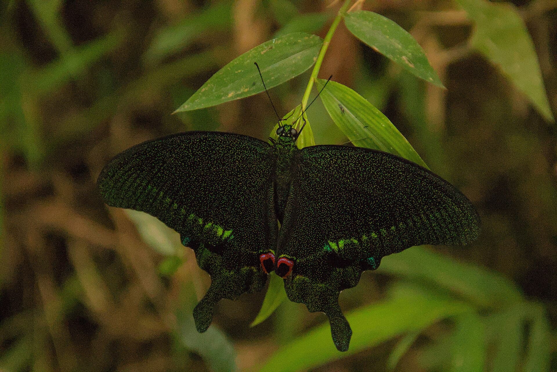 Pù Luông - 04