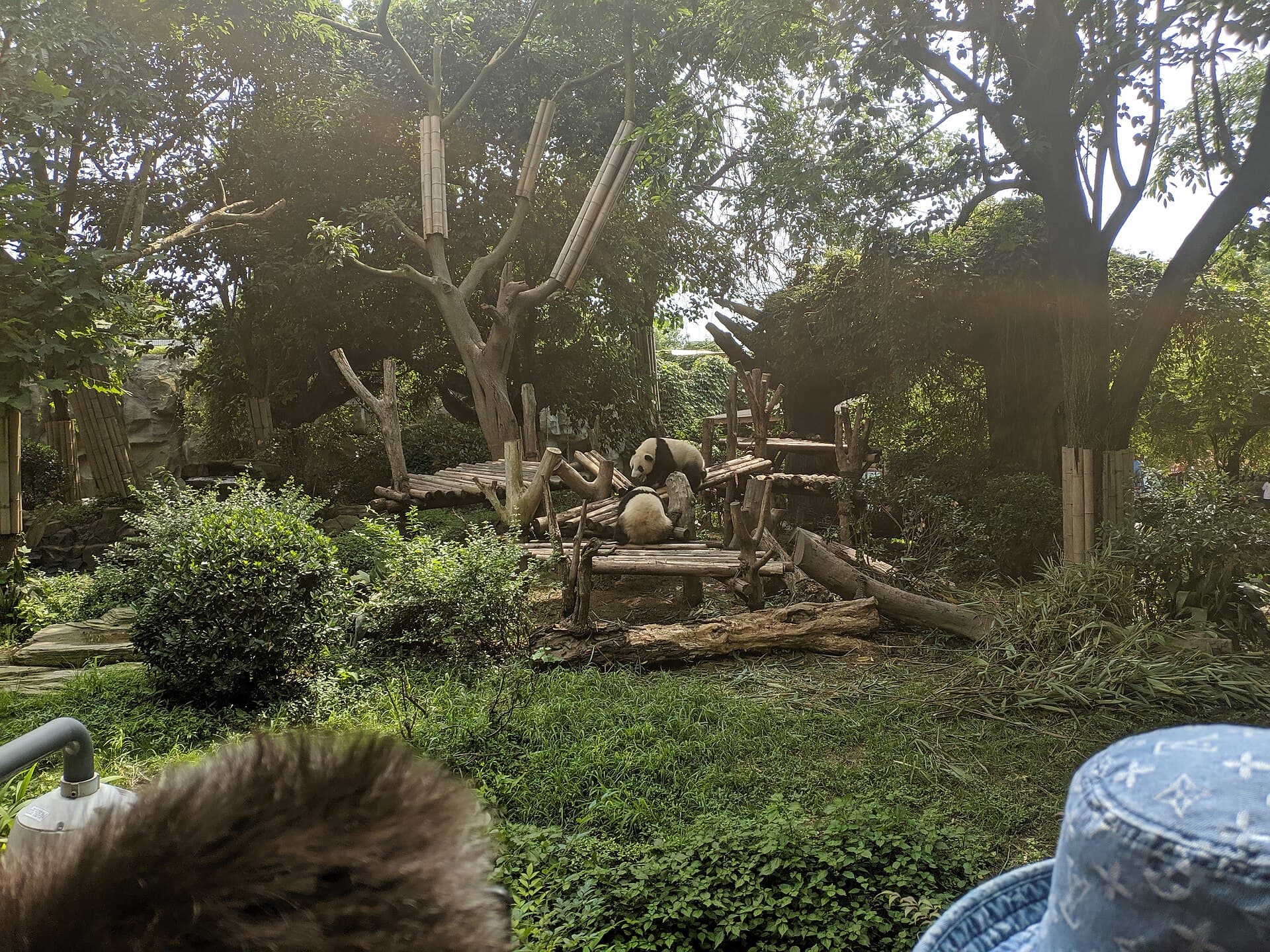 Chengdu Research Base of Giant Panda Breeding, 201907, 06